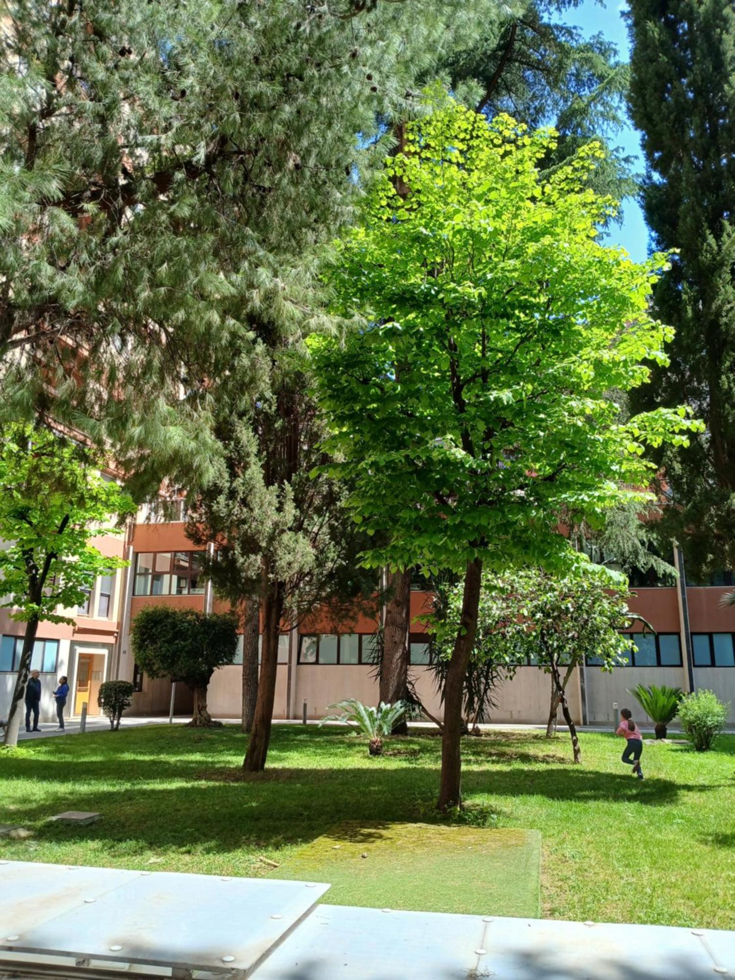 Carola